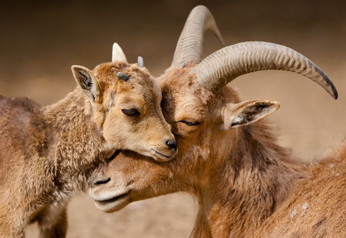 34 Fotografias Que Mostram O Vínculo Amoroso Entre Mães E Seus Filhotes