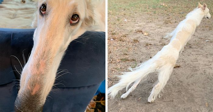 Este Cachorro Tem O Focinho Muito Comprido E A Internet Está Adorando