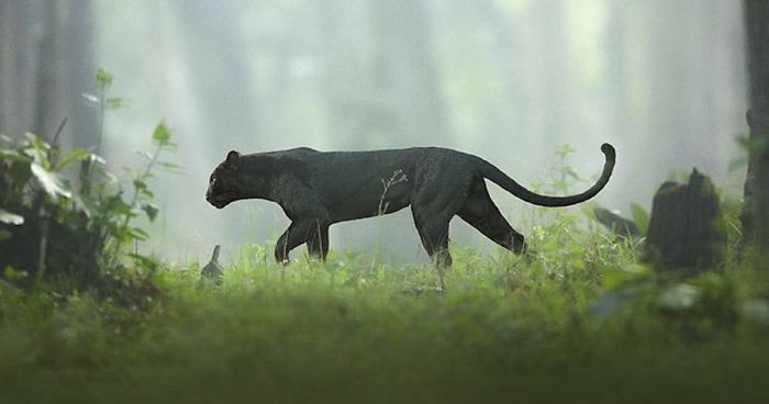 19 Fotografias Impressionantes Desta Pantera Negra Rara Andando Pelas Selvas Da Índia