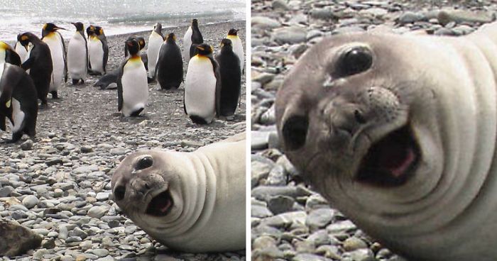 30 Fotos Hilárias De Focas Que Não Conseguem Conter O Riso