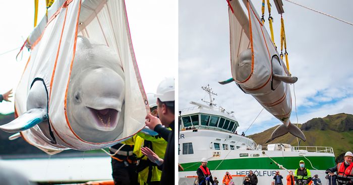 Duas Baleias Beluga São Resgatadas De Um Aquário Onde Eram Animais De Exibição E Seus Sorrisos Dizem Tudo