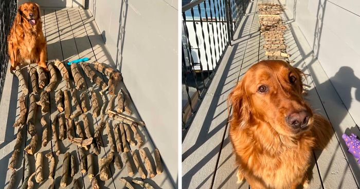 Este Cachorro Mostra Ao Pai Como Ele Se Orgulha De Sua Coleção De Gravetos