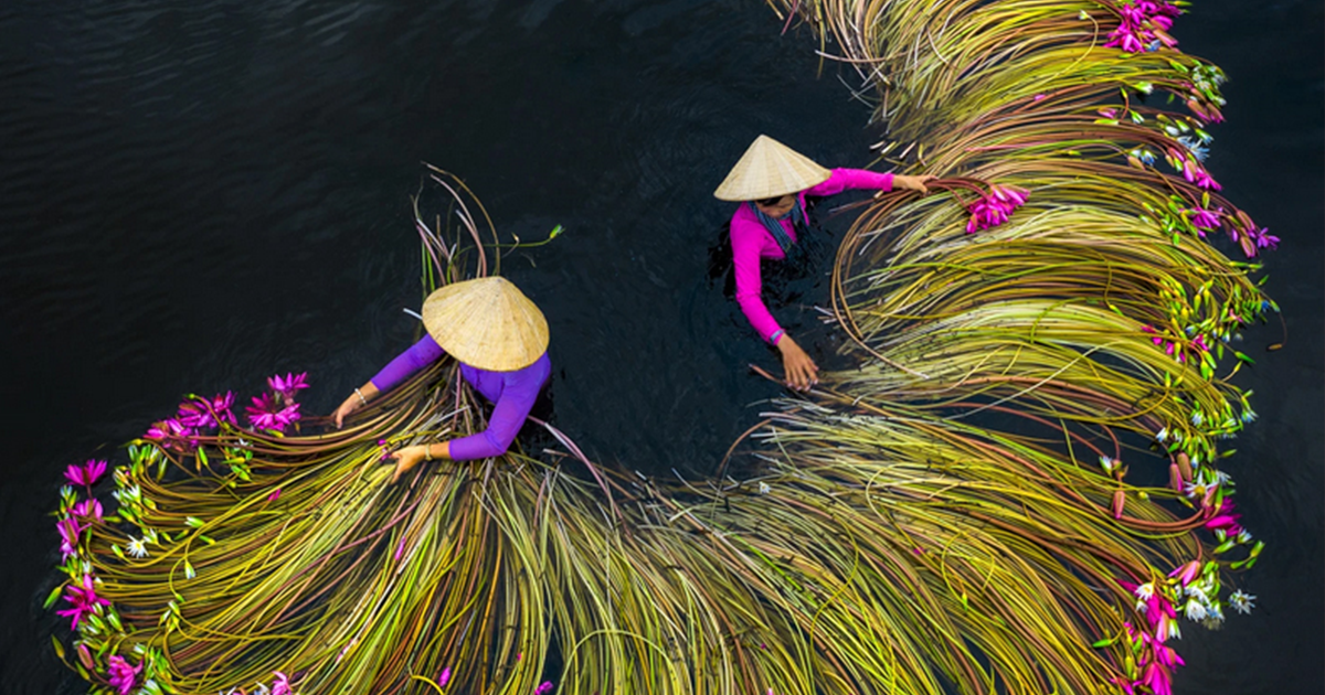 16 Fotografias Espetaculares Da Colheita De Flores No Vietnã