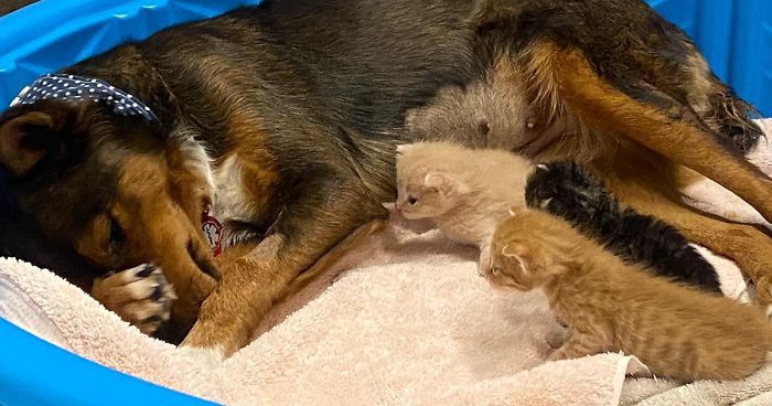 Cachorra Se Torna Mãe De Três Gatinhos Órfãos Depois De Perder Sua Própria Ninhada De Filhotes