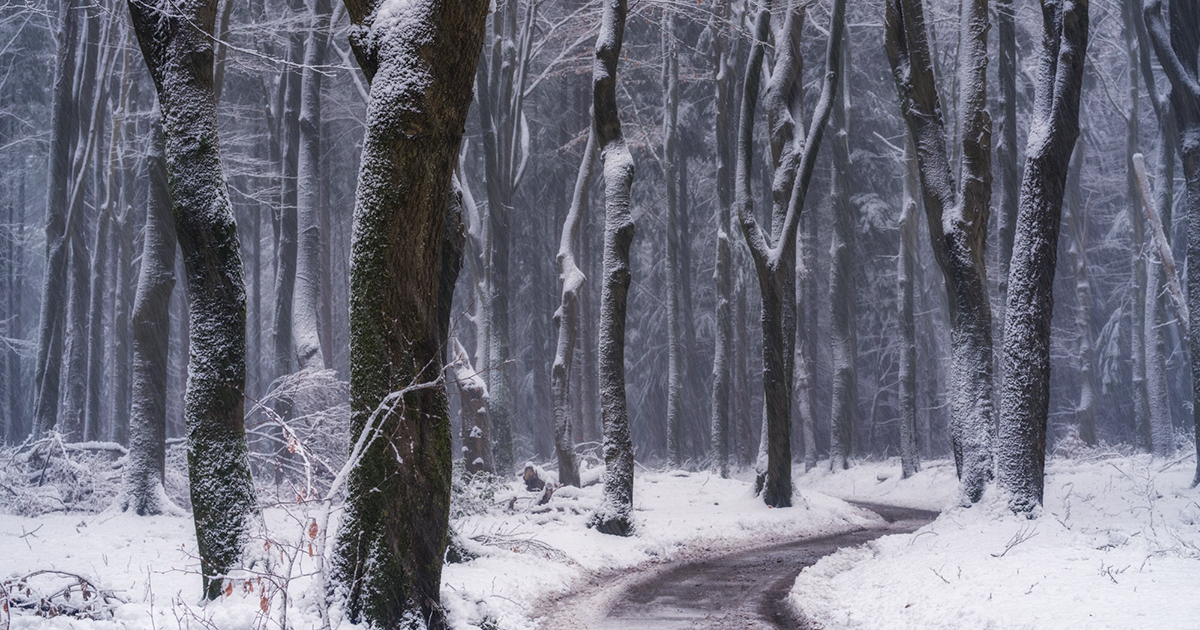 30 Fotografias De Estradas E Caminhos Desta Floresta Durante As Estações Do Ano