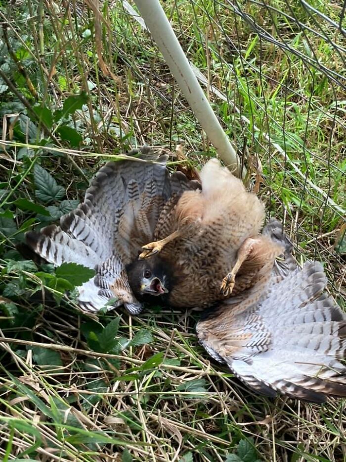 50 Fotos De Animais Que Deram Incrivelmente Erradas