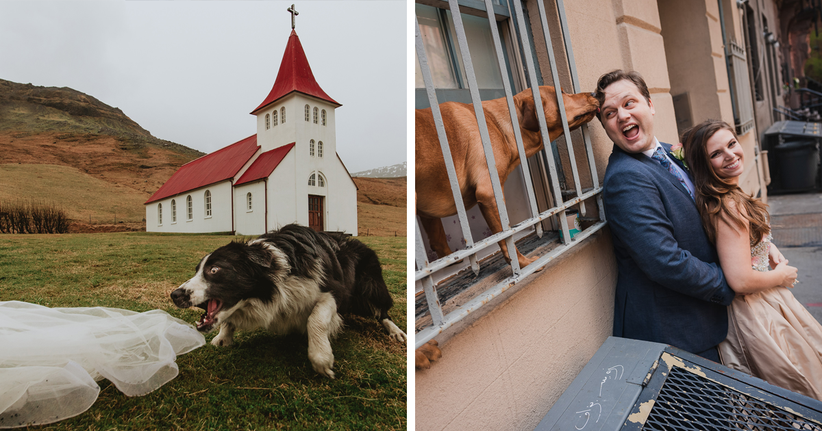 19 Adoráveis Cães Nas Melhores Fotos De Casamento Do Mundo