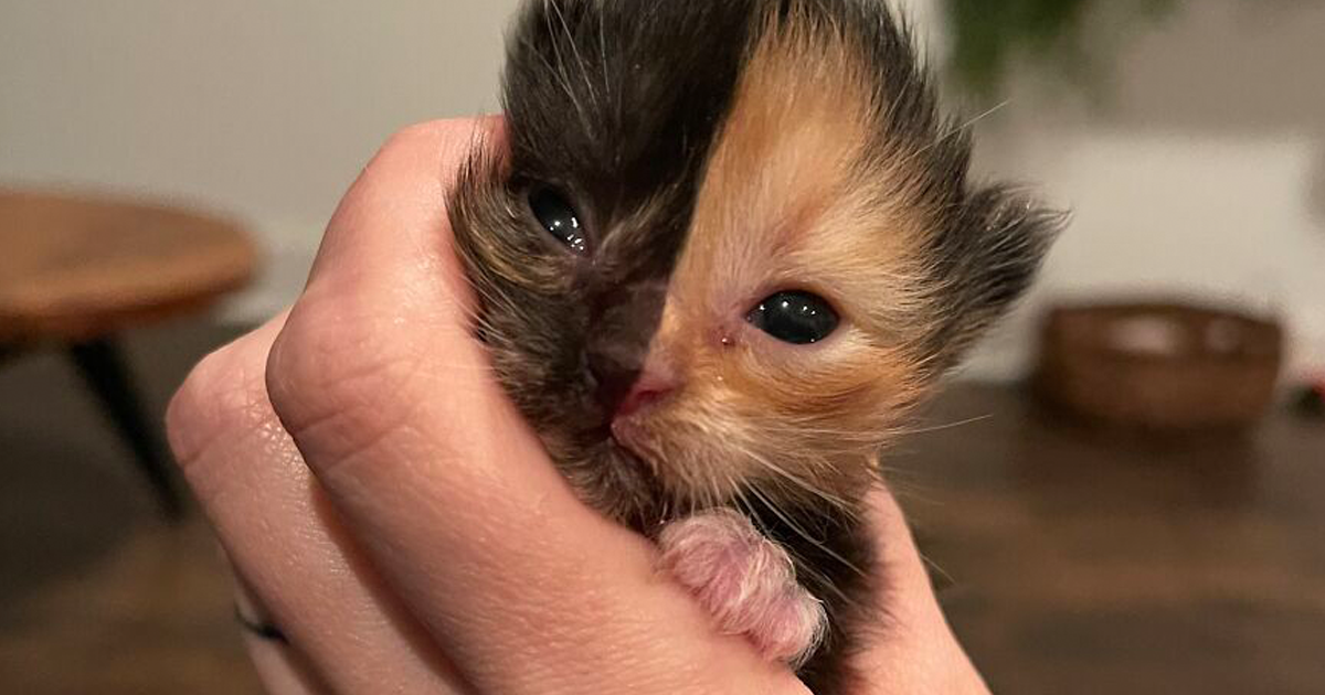 Conheça Damasco, O Gatinho Dois Em Um